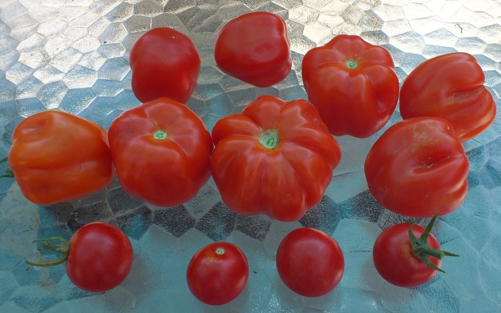 Selbo's Ribbed Red Cherry & Sweet Million photo SelbosRRCampSweetMillion_zps1703e051.jpg